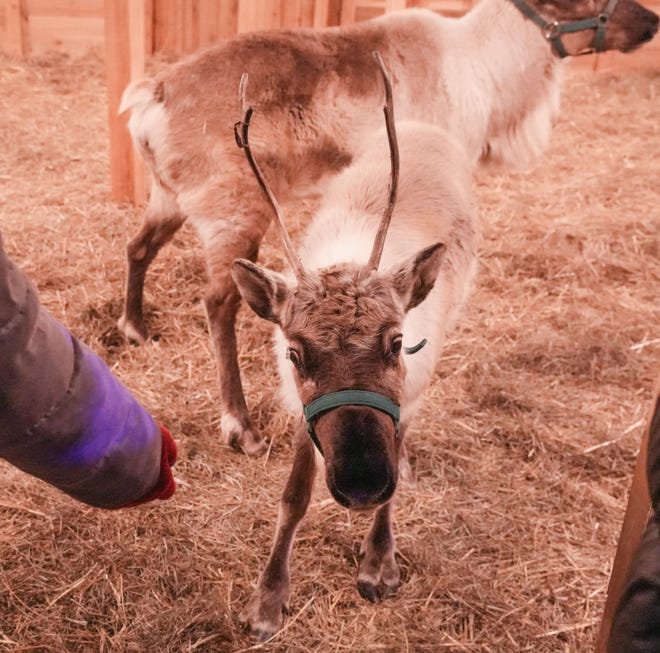 A baby reindeer and her mother, Faith, can be seen by visitors to Enchant Christmas in Franklin. Visitors can also make their own suggestions for the baby reindeer's name.